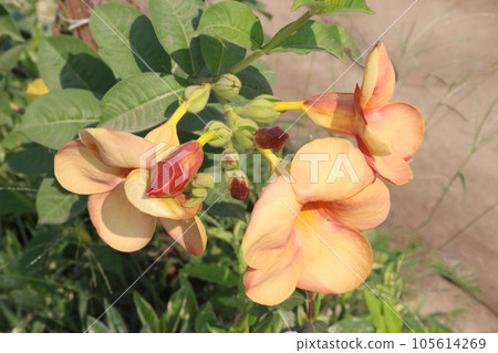 Allamanda blanchetii flower tree plant on farm 105614269