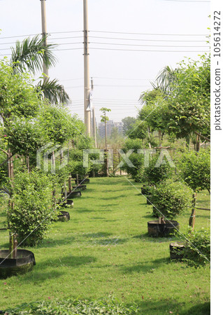 Ficus Topiary tree plant on farm 105614272