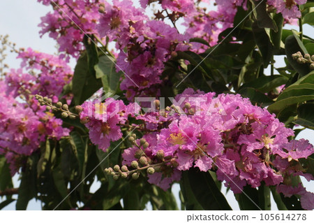 Lagerstroemia speciosa flower plant on farm Lagerstroemia speciosa flower plant on farm 105614278