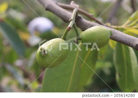 Syzygium jambos fruit on tree in farm Syzygium jambos fruit on tree in farm 105614280