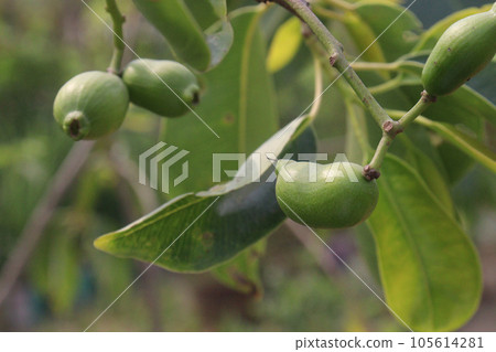 Syzygium jambos fruit on tree in farm Syzygium jambos fruit on tree in farm 105614281