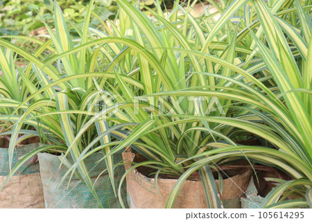 Pandanus veitchii leaf tree on pot in farm 105614295