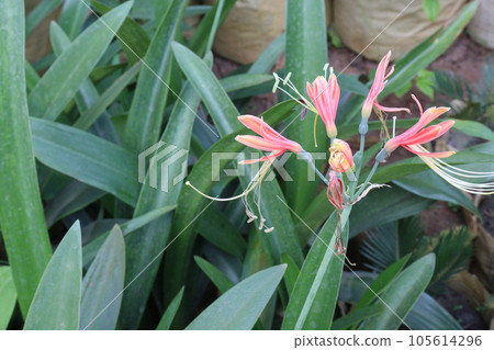 Eucrosia flower plant on farm 105614296