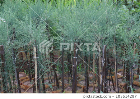 Casuarina Equisetifolia Plant on nursery Casuarina Equisetifolia Plant on nursery 105614297