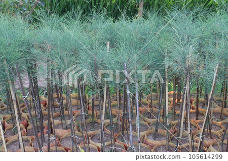 Casuarina Equisetifolia Plant on nursery 105614299