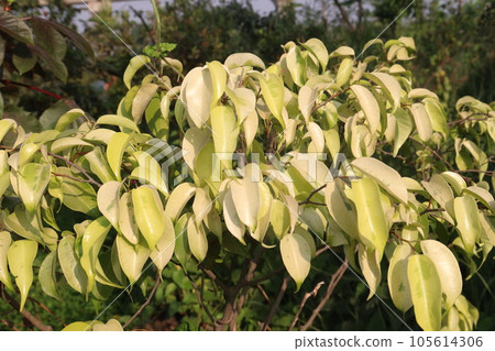 Ficus Benjamina tree plant on farm 105614306