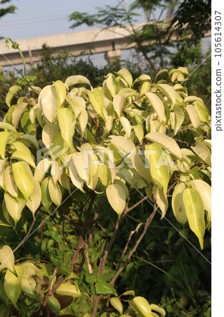 Ficus Benjamina tree plant on farm Ficus Benjamina tree plant on farm 105614307