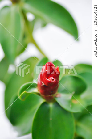 Costus speciosus, Crape ginger or Malay ginger or Spiral flag or Costus speciosus Cheilocostus speciosus, Costaceae or Cane reed or Crape ginger or Malay ginger or Spiral flag plant Costus speciosus, Crape ginger or Malay ginger or Spiral flag or Costus speciosus Cheilocostus speciosus, Costaceae or Cane reed or Crape ginger or Malay ginger or Spiral flag plant 105614523