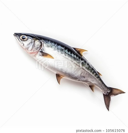 Fresh sea fish mackerel, close-up isolated on white, wholesome healthy food, seafood, omega-3 source 105615076
