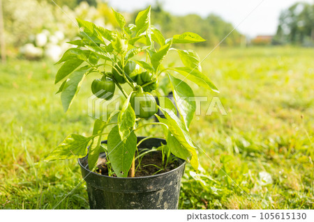 Young green pepper growing plant in black flower pots outdoors. Gardening, growing vegetables at home. Young green pepper growing plant in black flower pots outdoors. Gardening, growing vegetables at home. 105615130