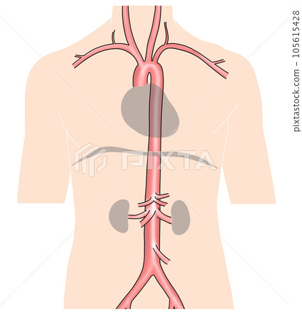 Simple aorta schematic from neck to waist 105615428