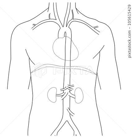 Simple aorta schematic from neck to waist Simple aorta schematic from neck to waist 105615429