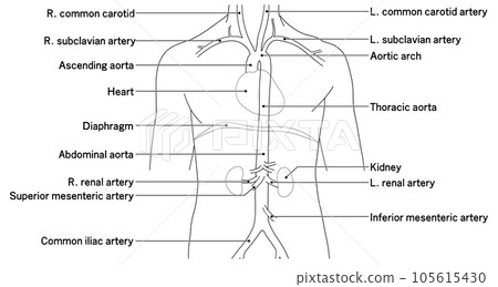 Simple aorta schematic from neck to waist Simple aorta schematic from neck to waist 105615430