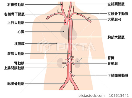 從頸部到腰部的簡單主動脈示意圖 從頸部到腰部的簡單主動脈示意圖 105615441