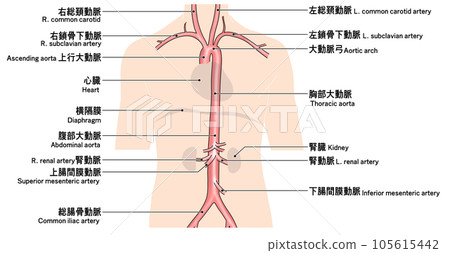 從頸部到腰部的簡單主動脈示意圖 從頸部到腰部的簡單主動脈示意圖 105615442