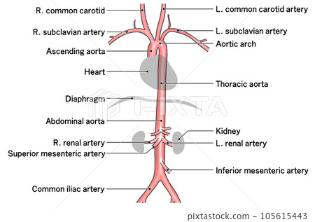 Simple aorta schematic from neck to waist 105615443
