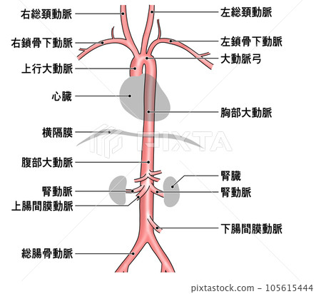 Simple aorta schematic from neck to waist 105615444
