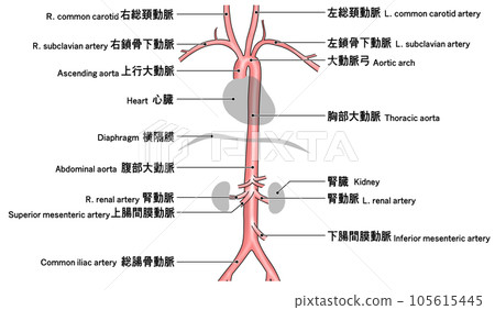 從頸部到腰部的簡單主動脈示意圖 105615445