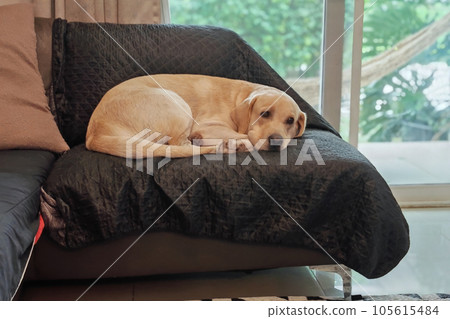 adorable Labrador retriever dog sit on couch sofa in home living room 105615484