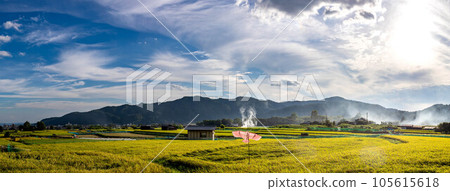 京都的秋天，嵯峨野鄉村的全景，燃燒的田野、風箏和金穗稻穗冒著濃煙，保護著秋收 105615618