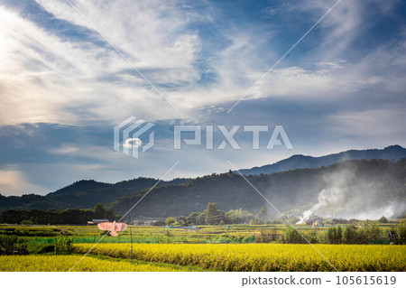 京都的秋天，嵯峨野的鄉村景觀，田間燃燒的煙霧、風箏和稻穗的金穗保護秋收 105615619