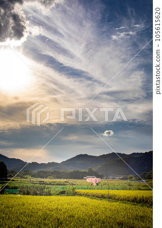 Autumn in Kyoto, rural landscape of Sagano with smoke from field burning, kites and golden ears of rice protecting autumn harvest Autumn in Kyoto, rural landscape of Sagano with smoke from field burning, kites and golden ears of rice protecting autumn harvest 105615620