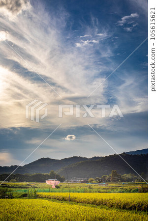 Autumn in Kyoto, rural landscape of Sagano with smoke from field burning, kites and golden ears of rice protecting autumn harvest Autumn in Kyoto, rural landscape of Sagano with smoke from field burning, kites and golden ears of rice protecting autumn harvest 105615621