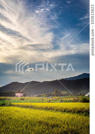 Autumn in Kyoto, rural landscape of Sagano with smoke from field burning, kites and golden ears of rice protecting autumn harvest 105615623