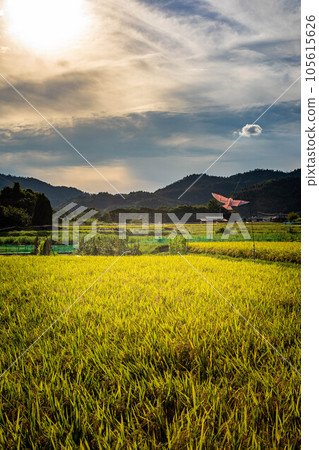 京都的秋天,嵯峨野的鄉村景觀,田間燃燒的煙霧、風箏和稻穗的金穗保護秋收 京都的秋天,嵯峨野的鄉村景觀,田間燃燒的煙霧、風箏和稻穗的金穗保護秋收 105615626