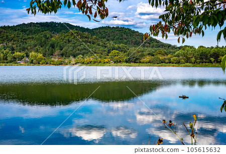 Early autumn at Hirosawa Pond, late summer greenery and autumn clouds reflected on the surface of the water, turtles drying their shells 105615632