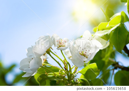 Pear flowers and sun on blue sky. Pear flowers and sun on blue sky. 105615658