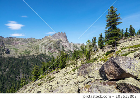 Cedar tree grows on rocks. Huge granite boulders are scattered randomly. Western Sayans kurumnik, stones, cobblestones, moss with a unique landscape. Landscape photography of stone river. Cedar tree grows on rocks. Huge granite boulders are scattered randomly. Western Sayans kurumnik, stones, cobblestones, moss with a unique landscape. Landscape photography of stone river. 105615802