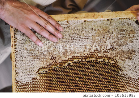 Honeycomb from a bee hive filled with golden honey in a full frame view. The beekeeper holds a honey cell in his hands. Apiculture. Apiary. Honeycomb from a bee hive filled with golden honey in a full frame view. The beekeeper holds a honey cell in his hands. Apiculture. Apiary. 105615982