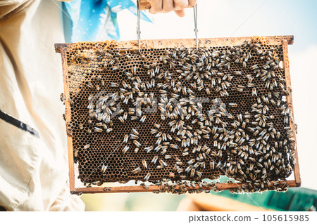 Beekeeper working collect honey. Beekeeping concept. Beekeeper working collect honey. Beekeeping concept. 105615985