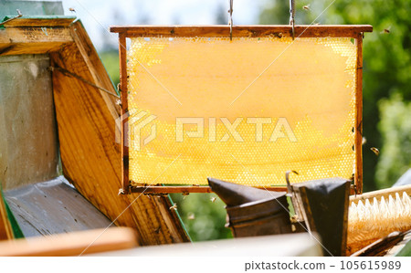 Beautiful frame honeycomb without bees close-up. A swarm of bees crawls through the combs collecting honey. Beekeeping, wholesome food for health. Beautiful frame honeycomb without bees close-up. A swarm of bees crawls through the combs collecting honey. Beekeeping, wholesome food for health. 105615989