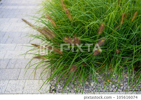 lomandra grass outdoor in sunny backyard, close-up shot at shallow depth of field lomandra grass outdoor in sunny backyard, close-up shot at shallow depth of field 105616074