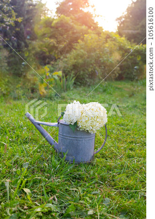 White hydrangea flowers in a garden watering can against the backdrop of a green garden White hydrangea flowers in a garden watering can against the backdrop of a green garden 105616100