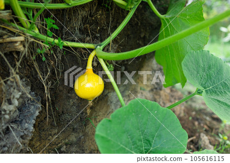 Yellow pumpkin in the garden in the leaves. Agriculture, agronomy, industry Yellow pumpkin in the garden in the leaves. Agriculture, agronomy, industry 105616115