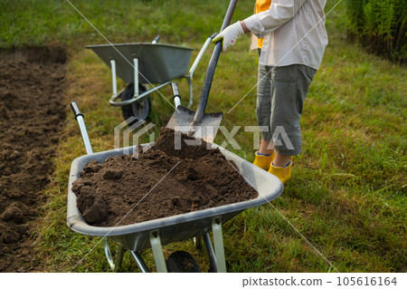 50s senior farmer woman with a shovel unloads a wheelbarrow filled with earth. Spring field work 50s senior farmer woman with a shovel unloads a wheelbarrow filled with earth. Spring field work 105616164