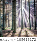 Mysterious dark forest with sunbeams and rays of light 105616172