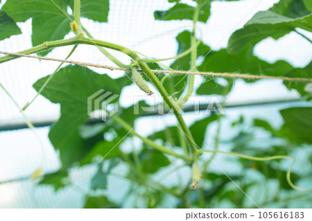Young cucumbers ripen on trellis in garden greenhouse. The growth and blooming of greenhouse cucumbers. the Bush cucumbers on the trellis. Cucumbers vertical planting. Growing organic food. Young cucumbers ripen on trellis in garden greenhouse. The growth and blooming of greenhouse cucumbers. the Bush cucumbers on the trellis. Cucumbers vertical planting. Growing organic food. 105616183