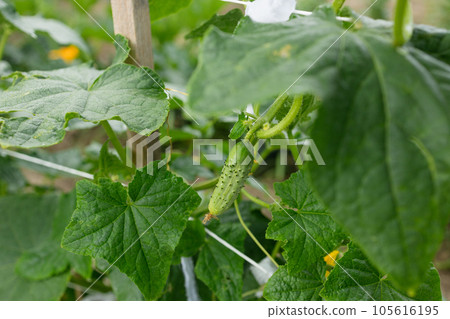 Young plant cucumber with yellow flowers. Juicy fresh cucumber close-up macro on a background of leaves Young plant cucumber with yellow flowers. Juicy fresh cucumber close-up macro on a background of leaves 105616195