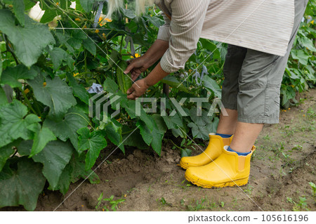 Close up of elderly woman cutting cucumbers. Healthy eating. Gardening and agriculture concept. Close up of elderly woman cutting cucumbers. Healthy eating. Gardening and agriculture concept. 105616196
