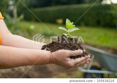 closeup hand of person holding abundance soil with young plant. Concept green world earth day. Hand of farmer inspecting soil health before planting in organic farm closeup hand of person holding abundance soil with young plant. Concept green world earth day. Hand of farmer inspecting soil health before planting in organic farm 105616228