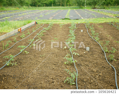 Tomato seedlings vegetable field Solanum lycopersicum growing berry farm farming harvest brushwood land garden bio organic plantation vegetables grow, greenhouse folio Europe 105616421
