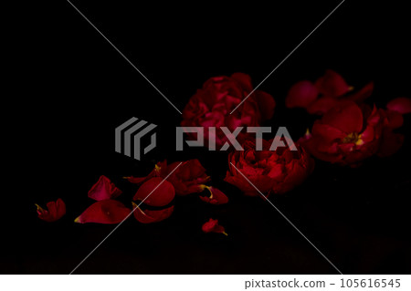 Petals of a dark red rose on a black background. Beautiful festive Petals of a dark red rose on a black background. Beautiful festive 105616545