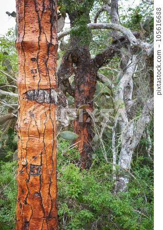 Close up picture of giant opuntia trunk (opuntia galapageia), selective focus, Galapagos Islands, Ecuador. 105616688