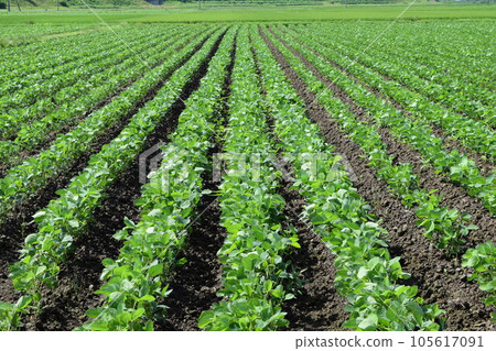 Soybean field Shonai, Yamagata Prefecture 105617091