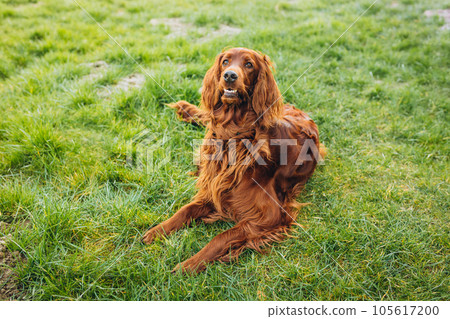 Beautiful Irish Setter dog is lying in grass. Domestic animals concept. Beautiful Irish Setter dog is lying in grass. Domestic animals concept. 105617200