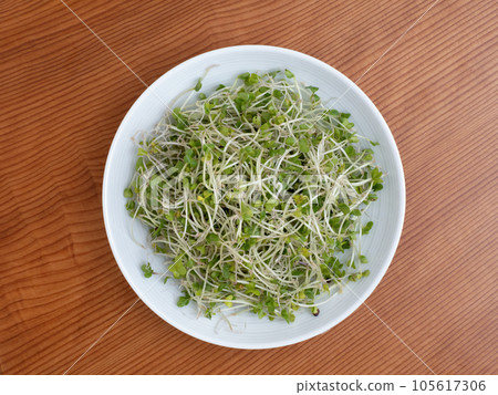 Broccoli Sprout Broccoli Sprout 105617306